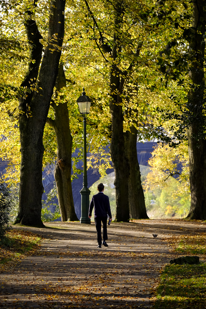 Autumn Avenham Park-1827