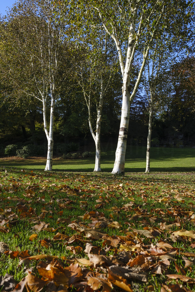Avenham Park Autumn-4572