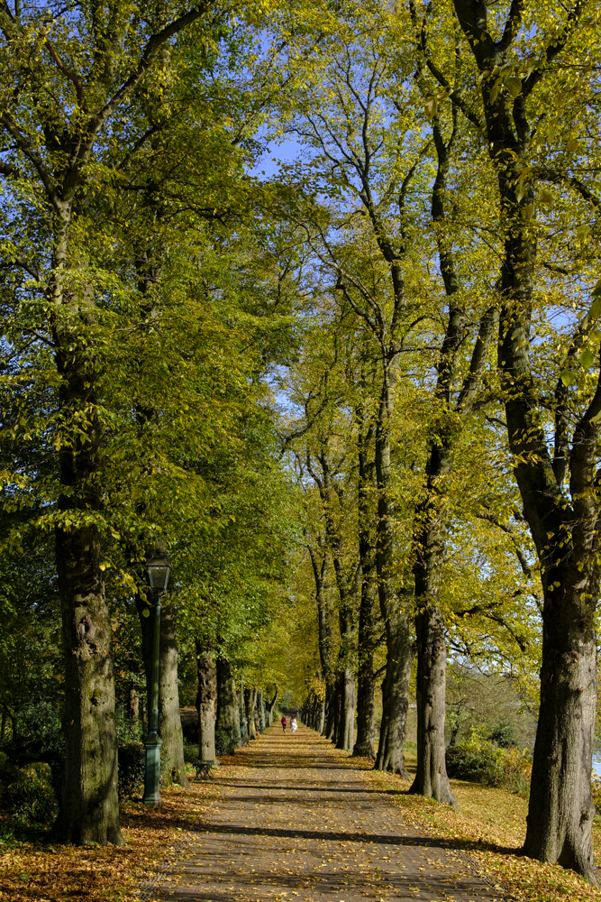Avenham Park Autumn-4589